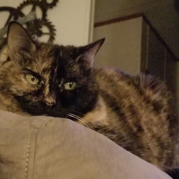 Meet your Posher, Darinda - Picture 5 of 8